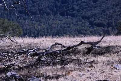 DSC_2245 (Large).JPG